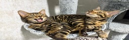 Bengal cats for sale: - Brown & Silver Bengals—Experienced Homes Only - Advert 28