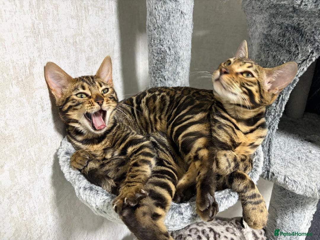Bengal cats for sale: - Brown & Silver Bengals—Experienced Homes Only - Advert 28