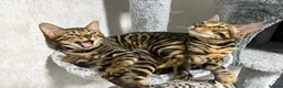 Bengal cats for sale: - Brown & Silver Bengals—Experienced Homes Only - Advert 28