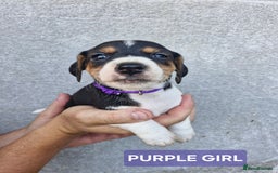 Jack Russell dogs for sale: Jack russell puppy's  - Image 5