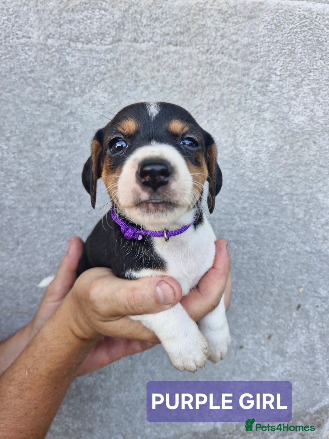Jack Russell dogs for sale: Jack russell puppy's  - Image 5
