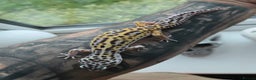 Leopard Gecko reptiles for sale: Tug snow female for sale - Advert 6
