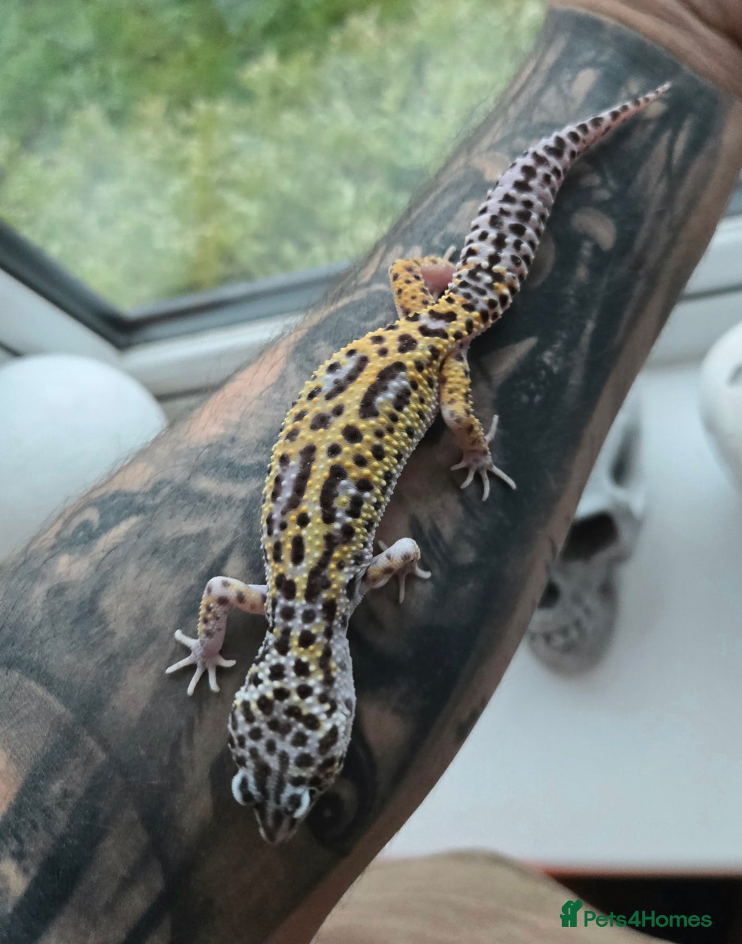 Leopard Gecko reptiles for sale: Tug snow female for sale - Advert 6