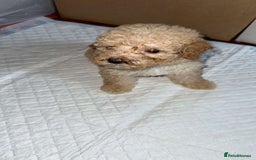 Goldendoodle dogs for sale: Last puppy reduced message for more information  in Middlesbrough - Image 2