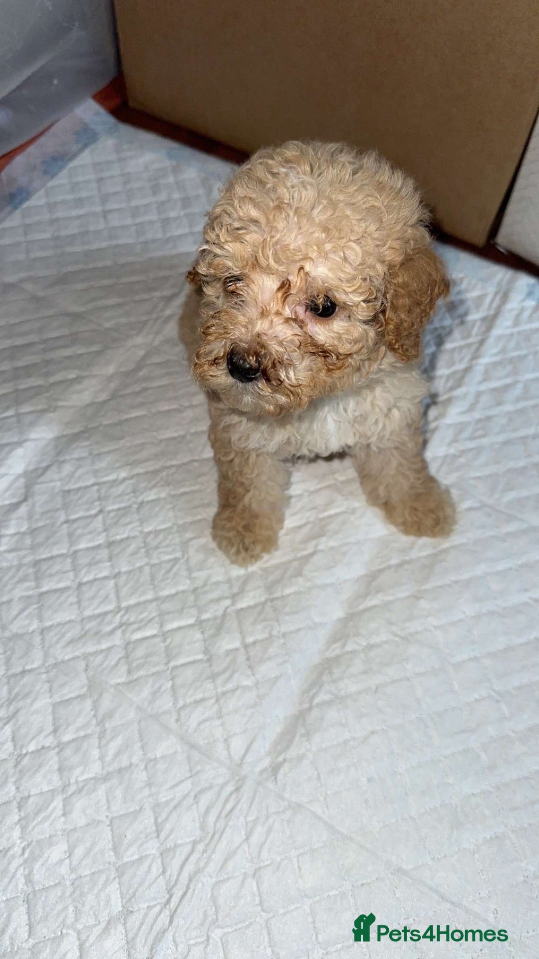 Goldendoodle dogs for sale: Last puppy reduced message for more information  in Middlesbrough - Image 2