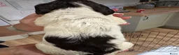English Springer Spaniel dogs for sale: KC Registered English Springer Spaniel Puppies  - Advert 10