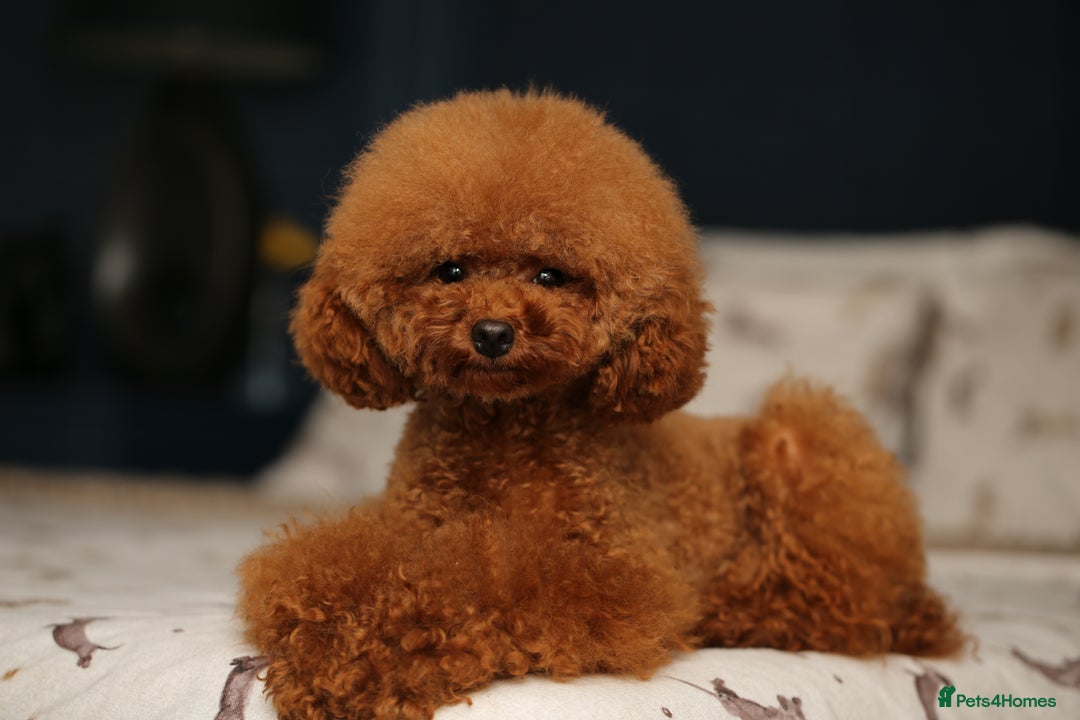 Toy Poodle dogs for sale: ASIAN TOY POODLE PUPPIES - Image 15
