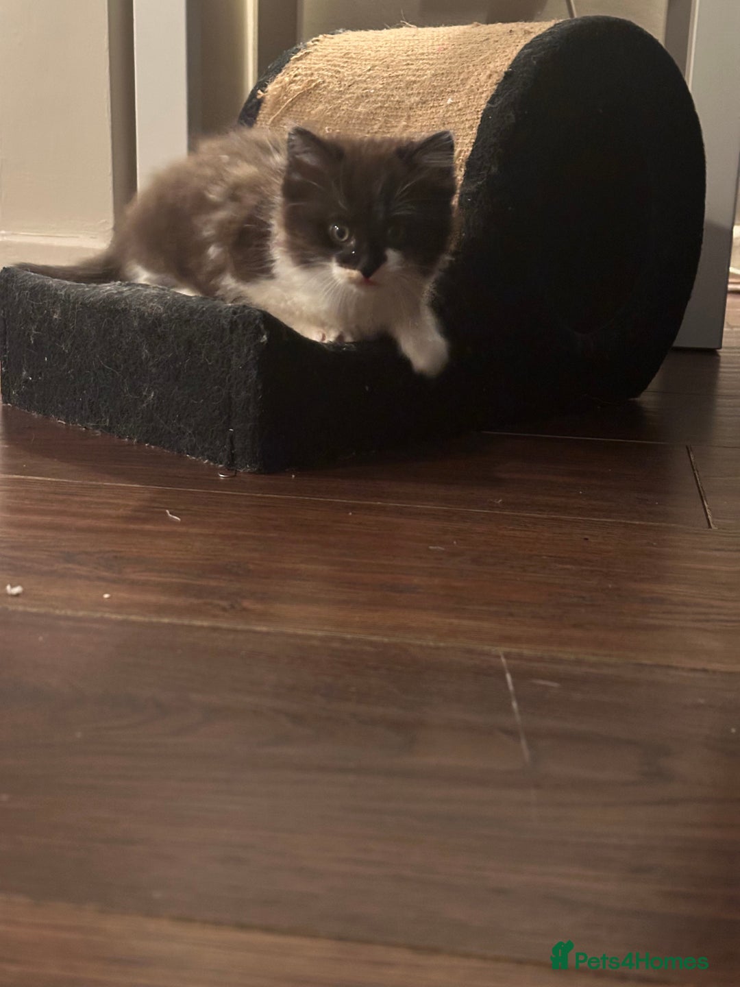 Mixed Breed cats for sale: Two Adorable Kittens Ready For New Home - Advert 9