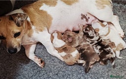 Jack Russell dogs for sale: Stunning Rare Colour Merle Jack Russell Puppies - Image 1