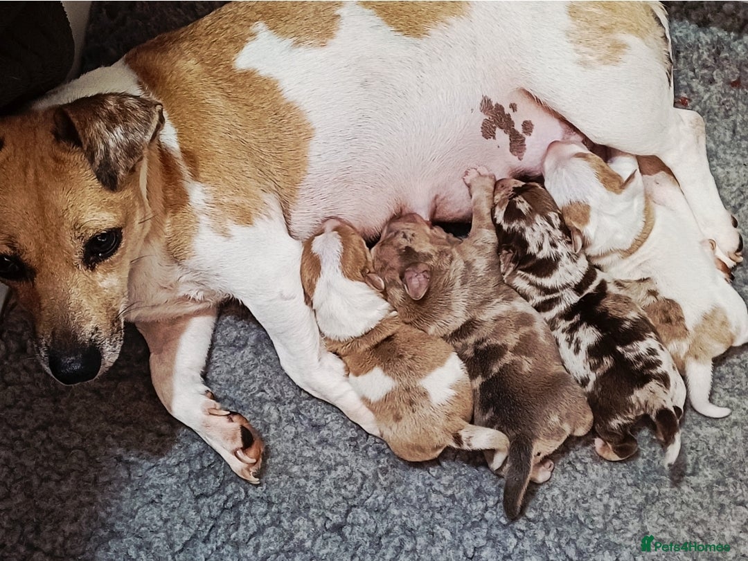 Jack Russell dogs for sale: Stunning Rare Colour Merle Jack Russell Puppies - Image 1