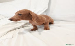 Miniature Dachshund dogs for sale: Miniature dachshund  - Image 5