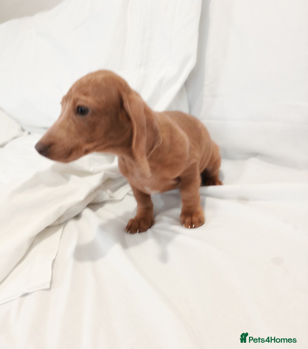 Miniature Dachshund dogs for sale: Miniature dachshund  - Image 5