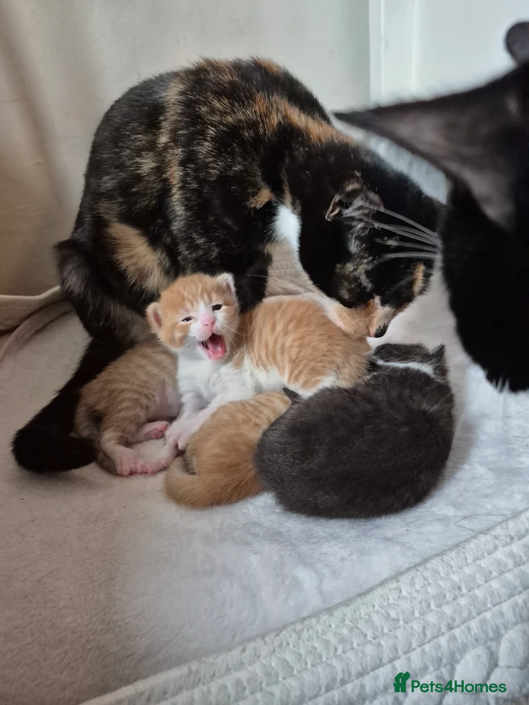 Mixed Breed cats for sale: Litter of 4 beautiful fur babies  - Advert 3