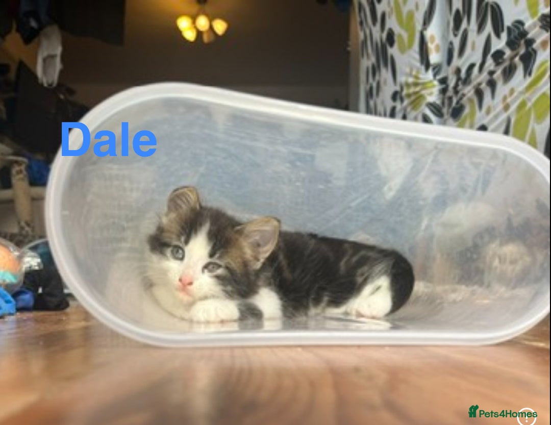 British Shorthair cats for sale: Ready for a loving home now  - Image 5