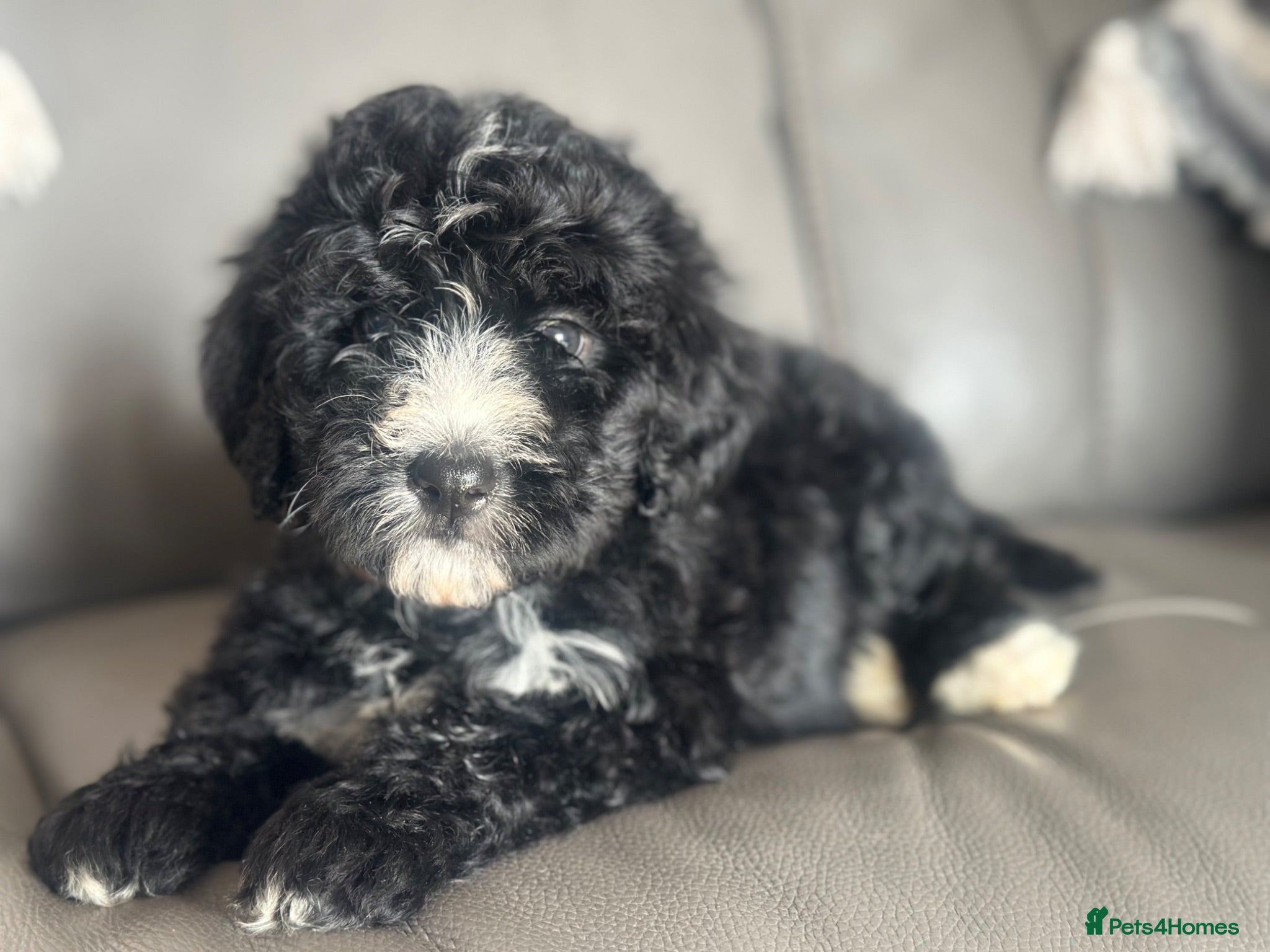 Bernedoodle dogs standard F1 Bernadoodles 1 tri boy 4 b/w girls - Advert 2
