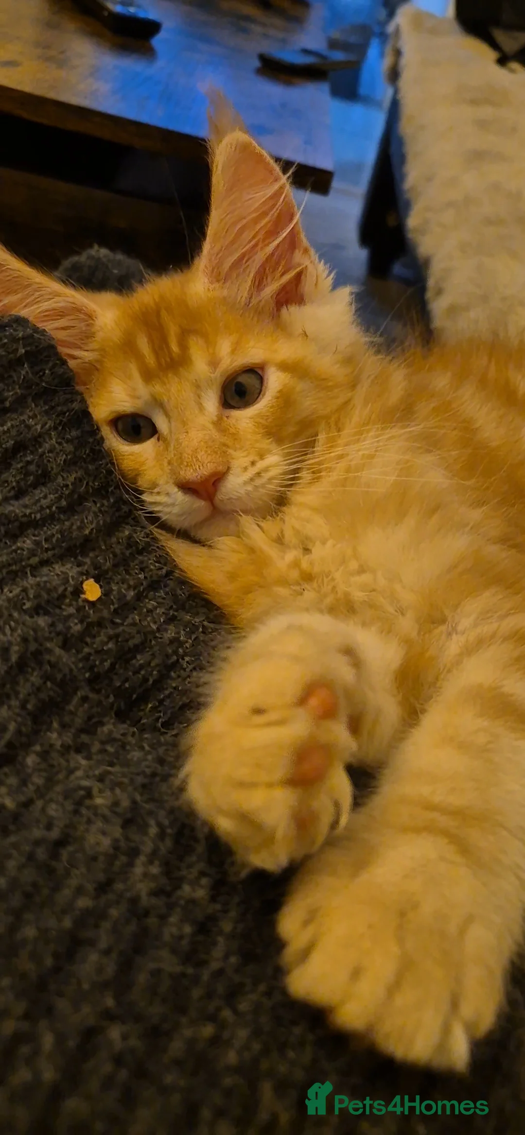 Maine Coon cats for sale: Beautiful Maine Coon boys . - Advert 38