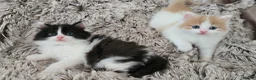 Mixed Breed cats for sale: Semi and long haired from Ragdoll mix Ginger White - Advert 9