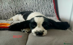 Cocker Spaniel dogs for sale: Health tested small cocker spaniels  - Image 5
