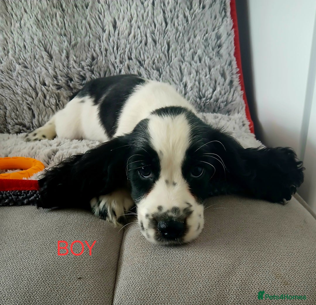 Cocker Spaniel dogs for sale: Health tested small cocker spaniels  - Image 5