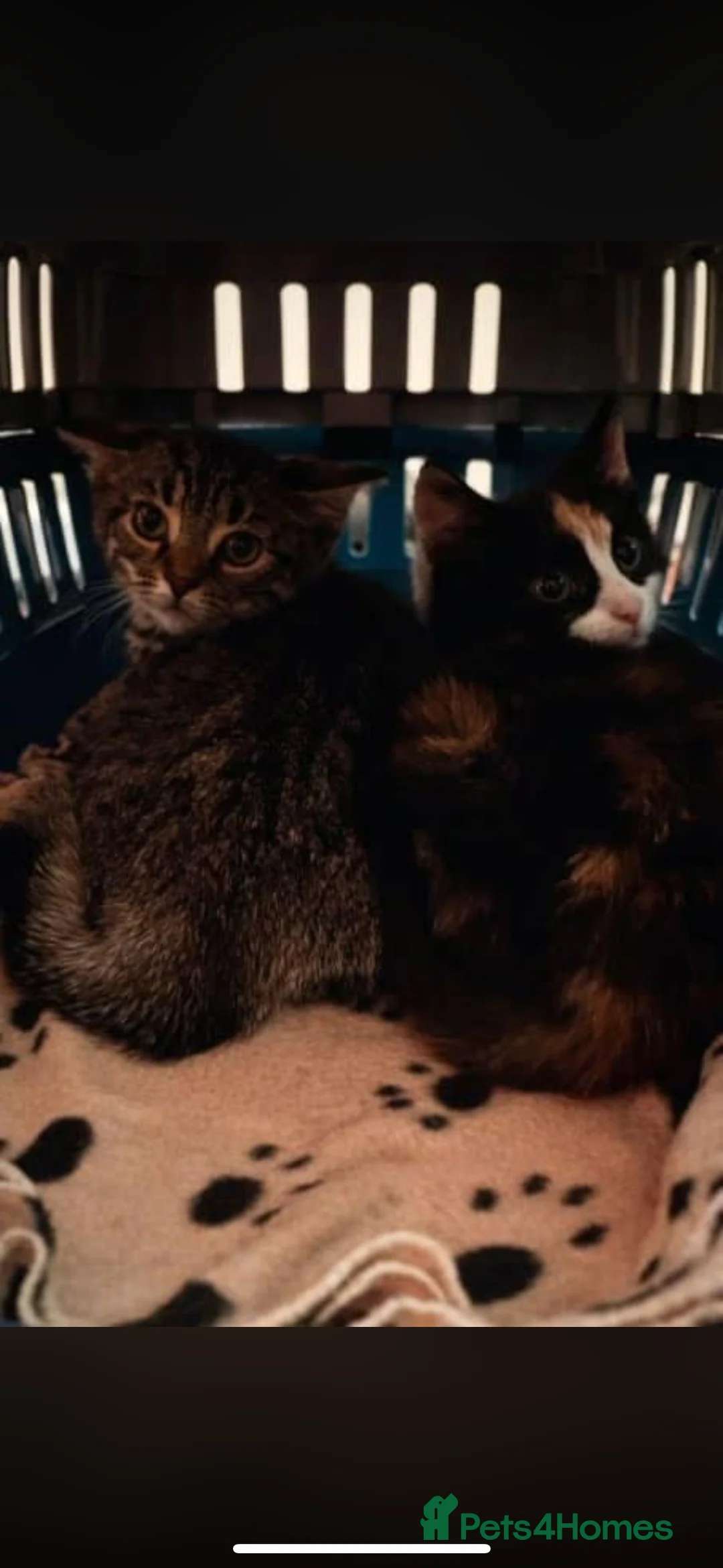 Domestic Shorthair cats for sale: Tabby rescue kittens 🥰🧡 - Advert 8