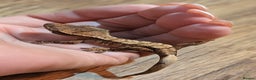 Gecko reptiles for sale: Crested Gecko Babies - Advert 2