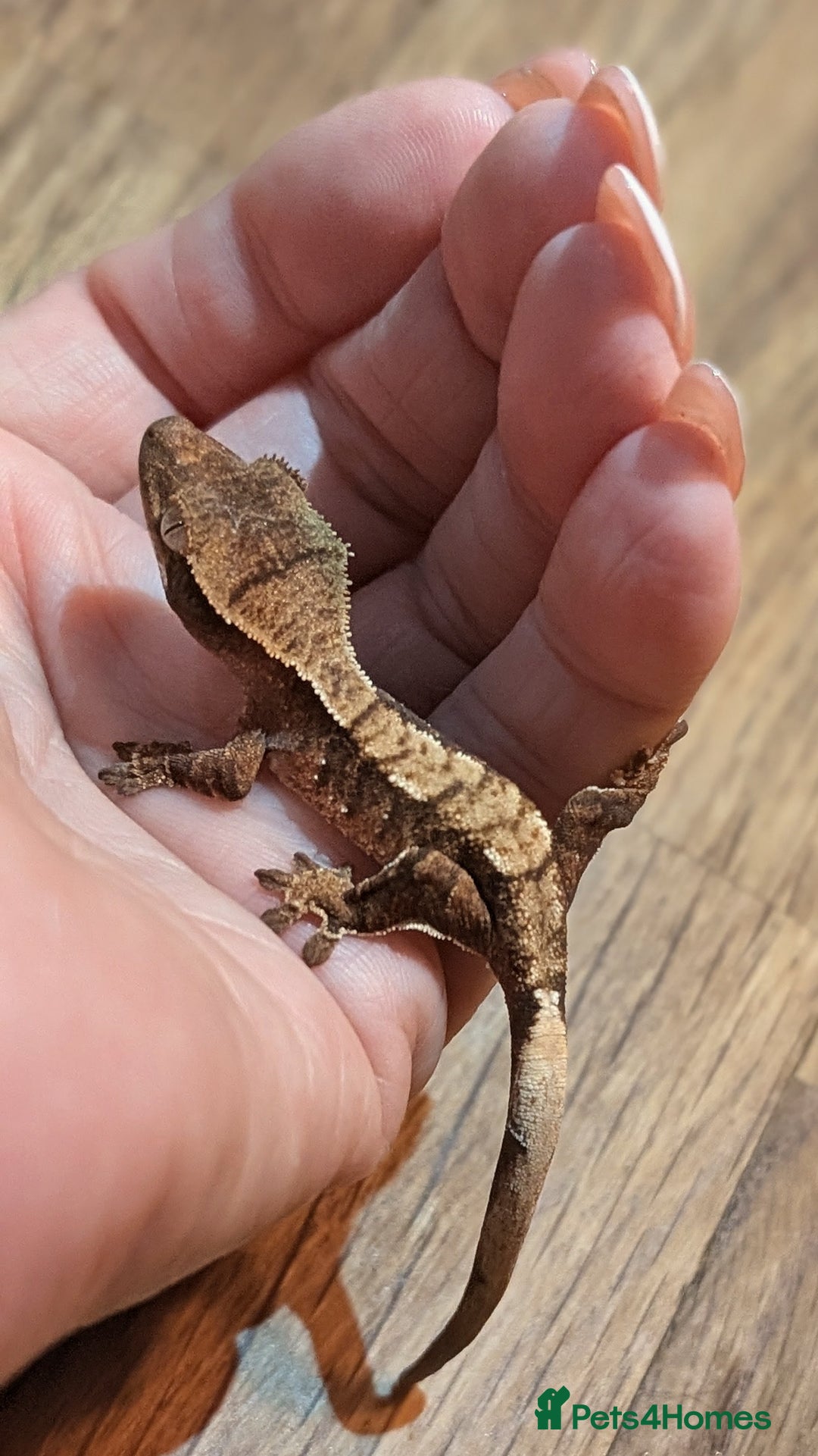 Gecko reptiles for sale: Crested Gecko Babies - Advert 2