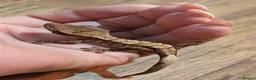 Gecko reptiles for sale: Crested Gecko Babies - Advert 2