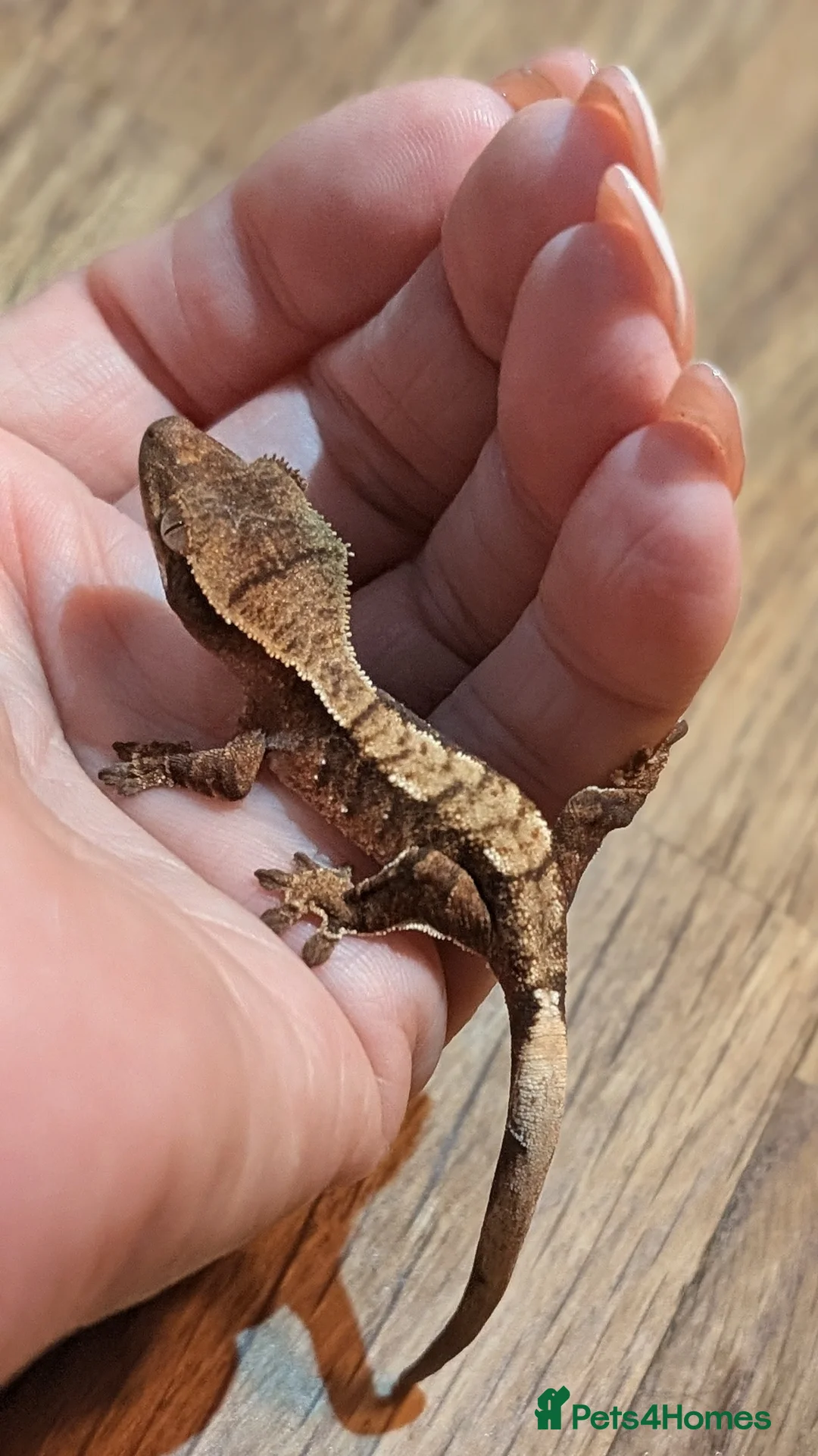 Gecko reptiles for sale: Crested Gecko Babies - Advert 2