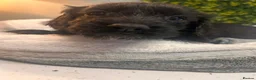Sprocker dogs for sale: F1b (75% Cocker) Sprocker Puppies 5 * Breeder  - Advert 28
