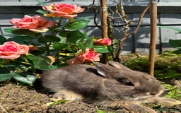 Netherland Dwarf rabbits for sale: STUNNING TAME PUREBRED BABY NETHERLAND DWARFS  - Image 6