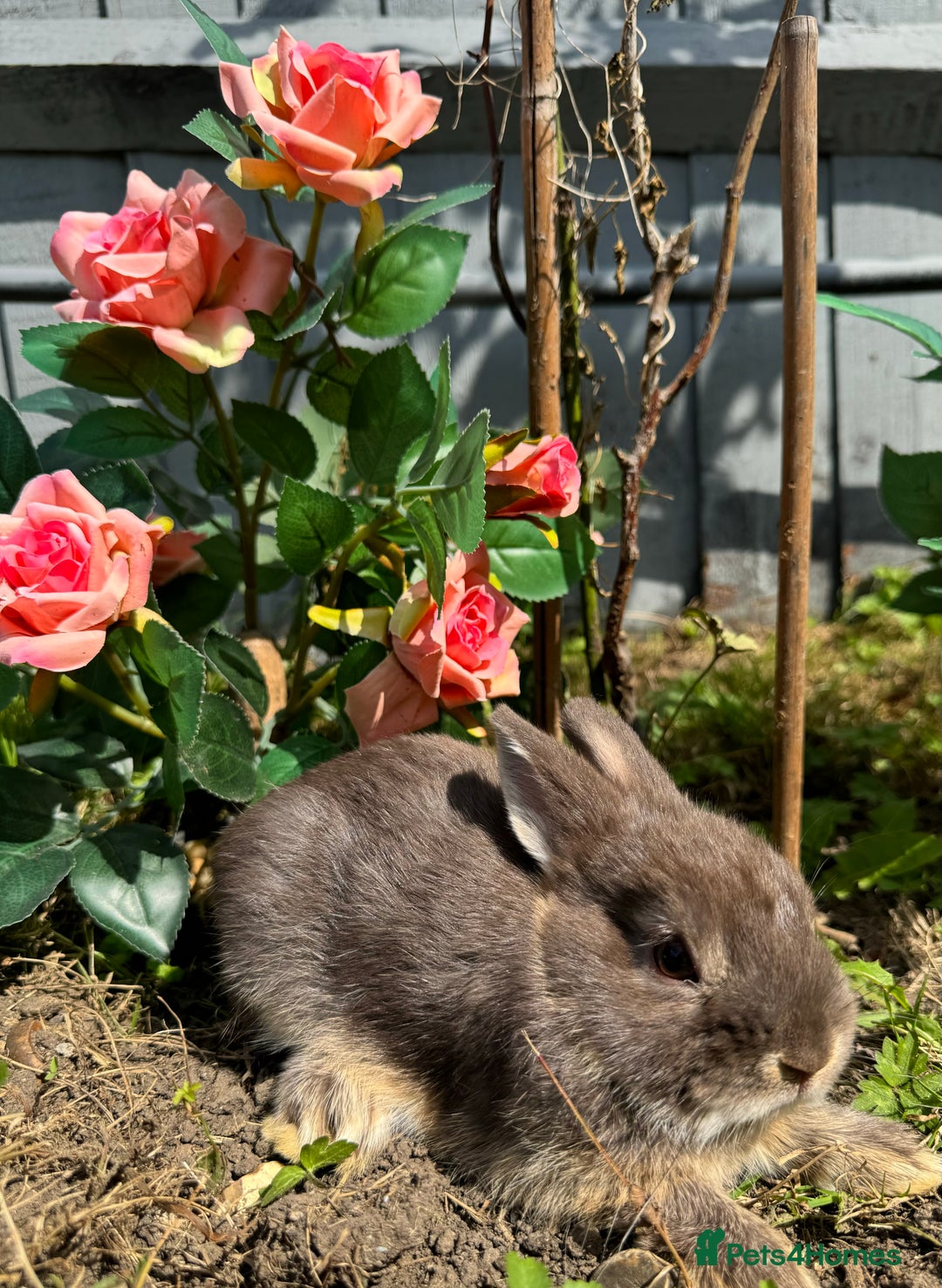 Netherland Dwarf rabbits for sale: STUNNING TAME PUREBRED BABY NETHERLAND DWARFS  - Image 6