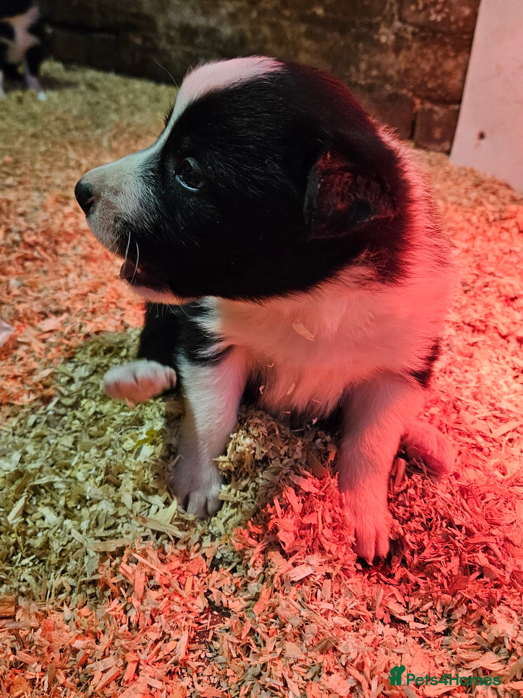 Border Collie dogs for sale: Border Collie puppies for sale  - Advert 3