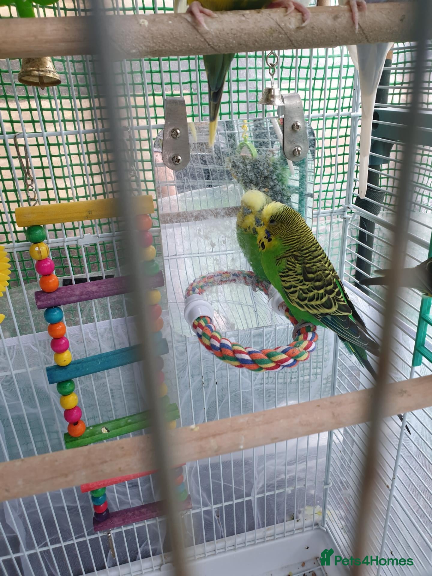 Budgerigars birds Buggies males only, adults/4 - Advert 5