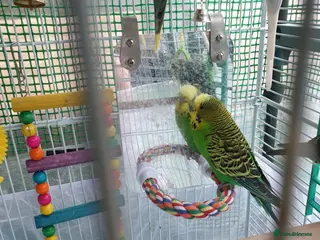 Budgerigars birds Buggies all adults - Advert 2