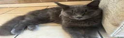 Maine Coon cats for sale: Maincoon female  - Advert 1