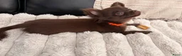 Chihuahua dogs for sale: Chocolate chihuahua  - Advert 2