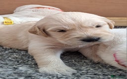 Golden Retriever dogs for sale: Gorgeous pedigree golden retriever puppies - Image 19