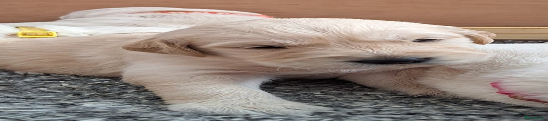 Golden Retriever Puppy 3