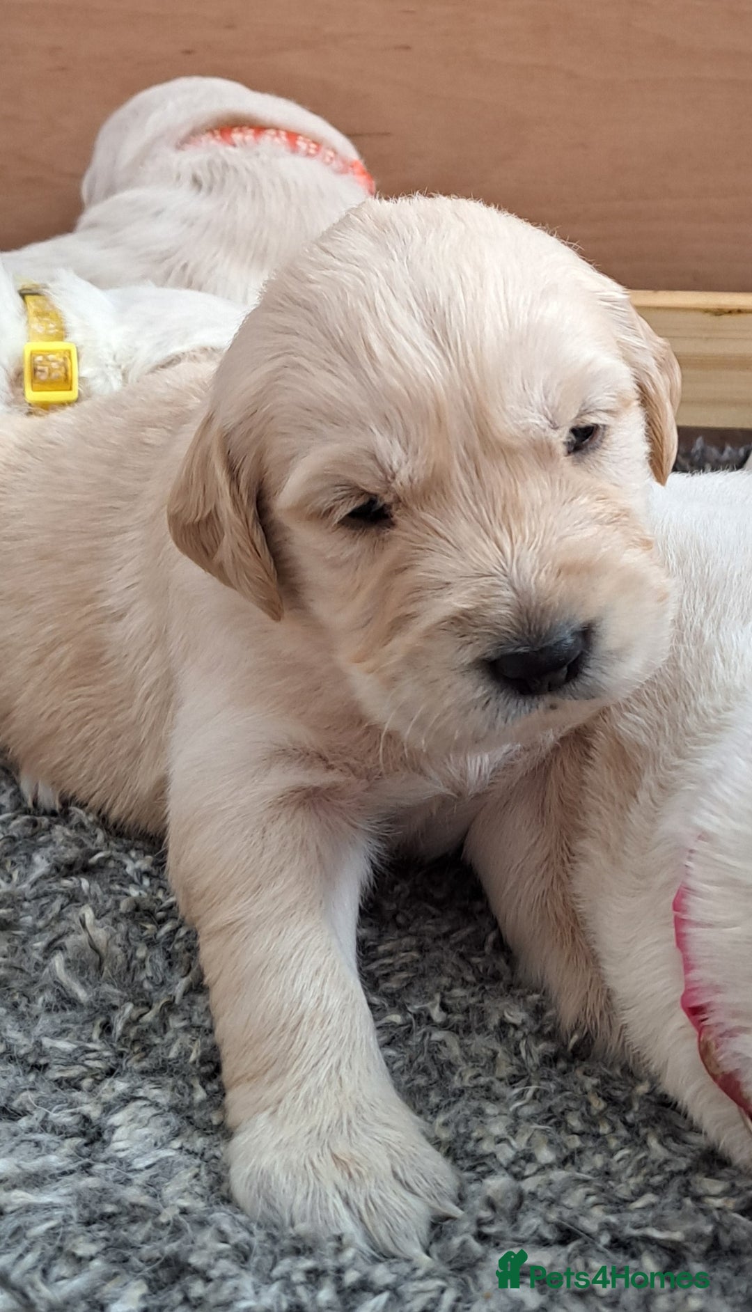 Golden Retriever dogs for sale: Gorgeous pedigree golden retriever puppies - Image 19