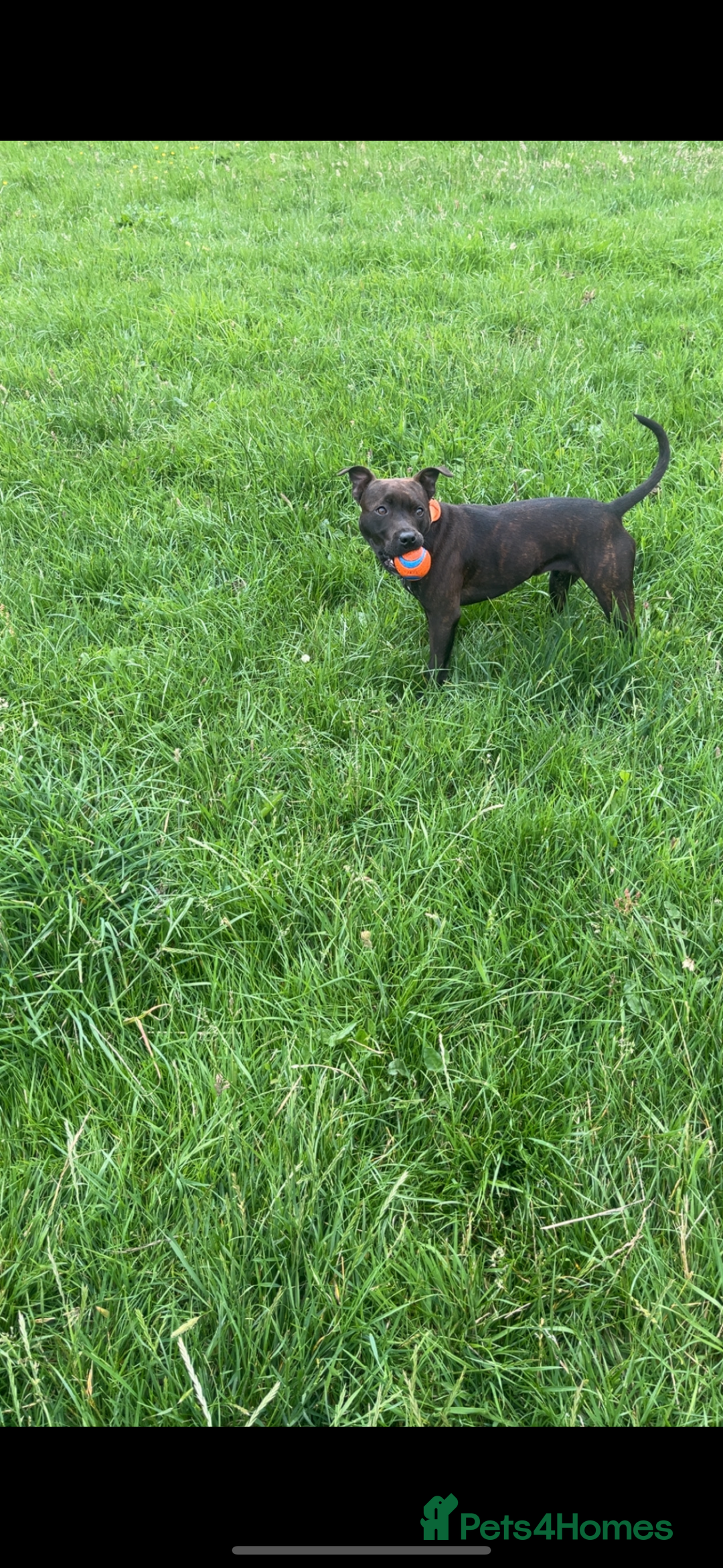 Staffordshire Bull Terrier dogs for sale: Kc Staffordshire bull terrier  - Advert 8