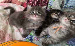 Maine Coon cats for sale: Gorgeous GCCF Maine Coons poss Active - Image 11