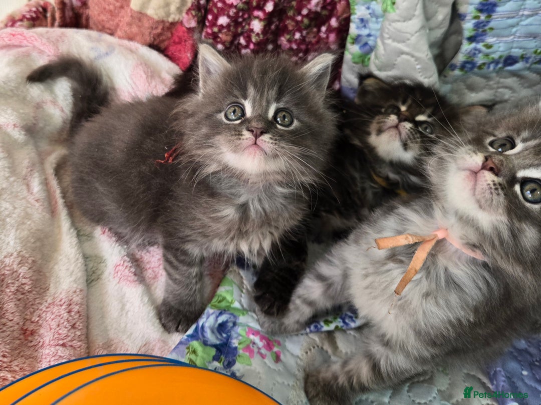 Maine Coon cats for sale: Gorgeous GCCF Maine Coons poss Active - Image 11
