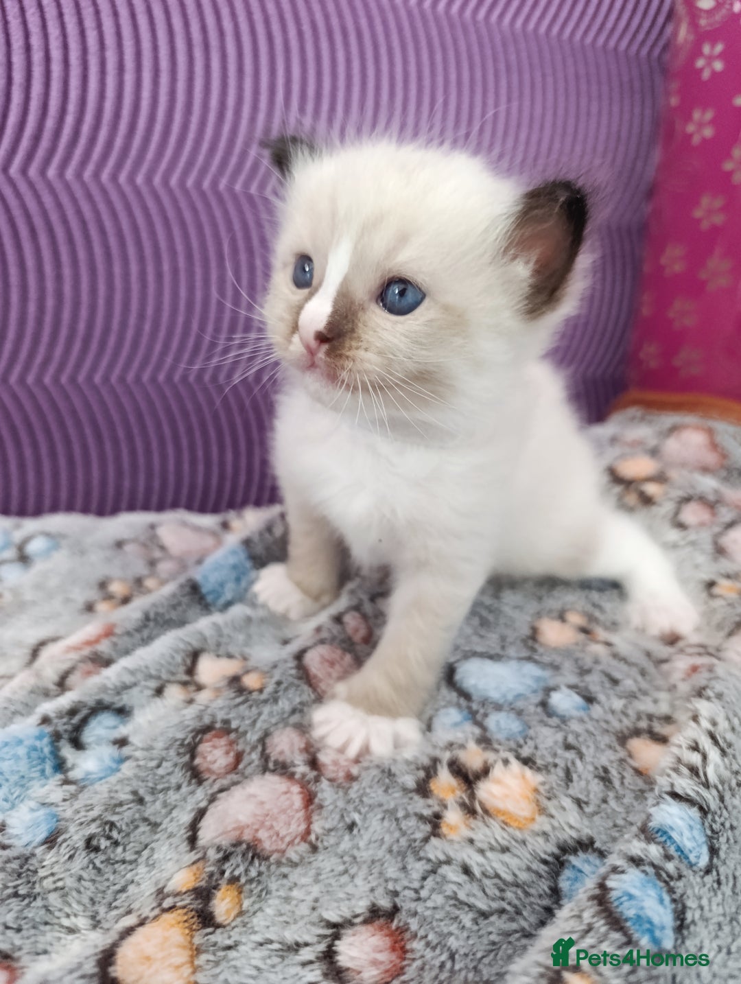Ragdoll cats for sale: Adorable Ragdoll kittens - Image 13