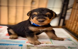 Airedale Terrier dogs for sale: ⭐️⭐️ ADORABLE KC REGISTERED  PUPS ⭐️⭐️ - Image 16