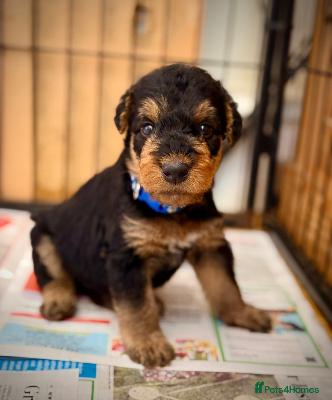 Airedale Terrier dogs for sale: ⭐️⭐️ ADORABLE KC REGISTERED  PUPS ⭐️⭐️ - Image 16