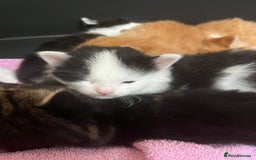 Siberian cats for sale: Kittens  - Image 2