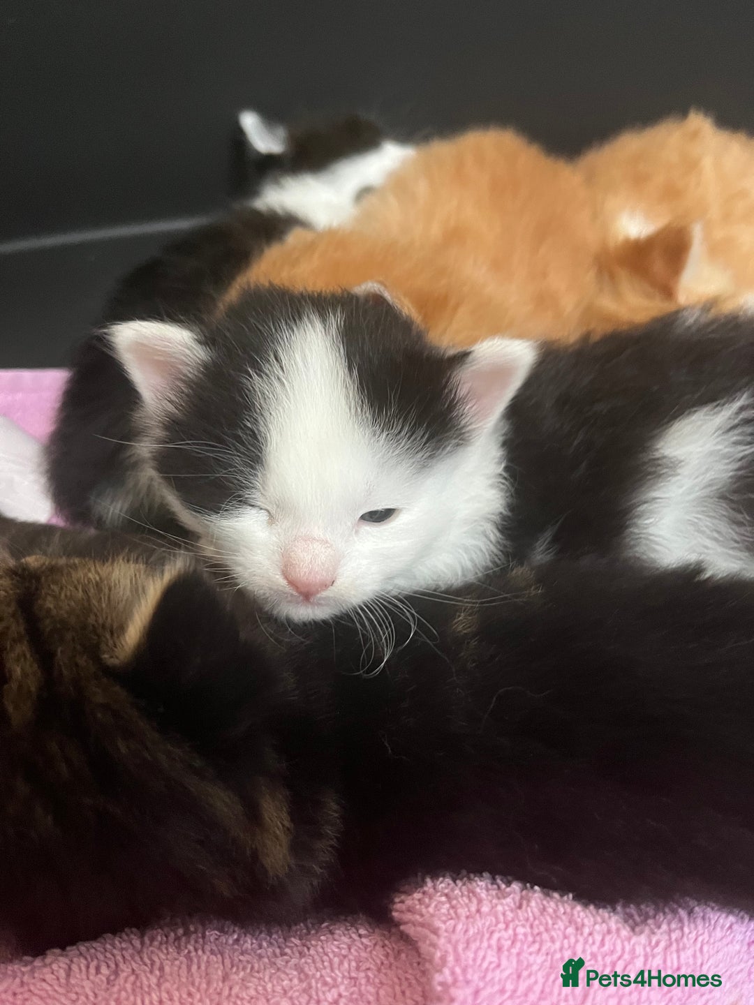 Siberian cats for sale: Kittens  - Image 2