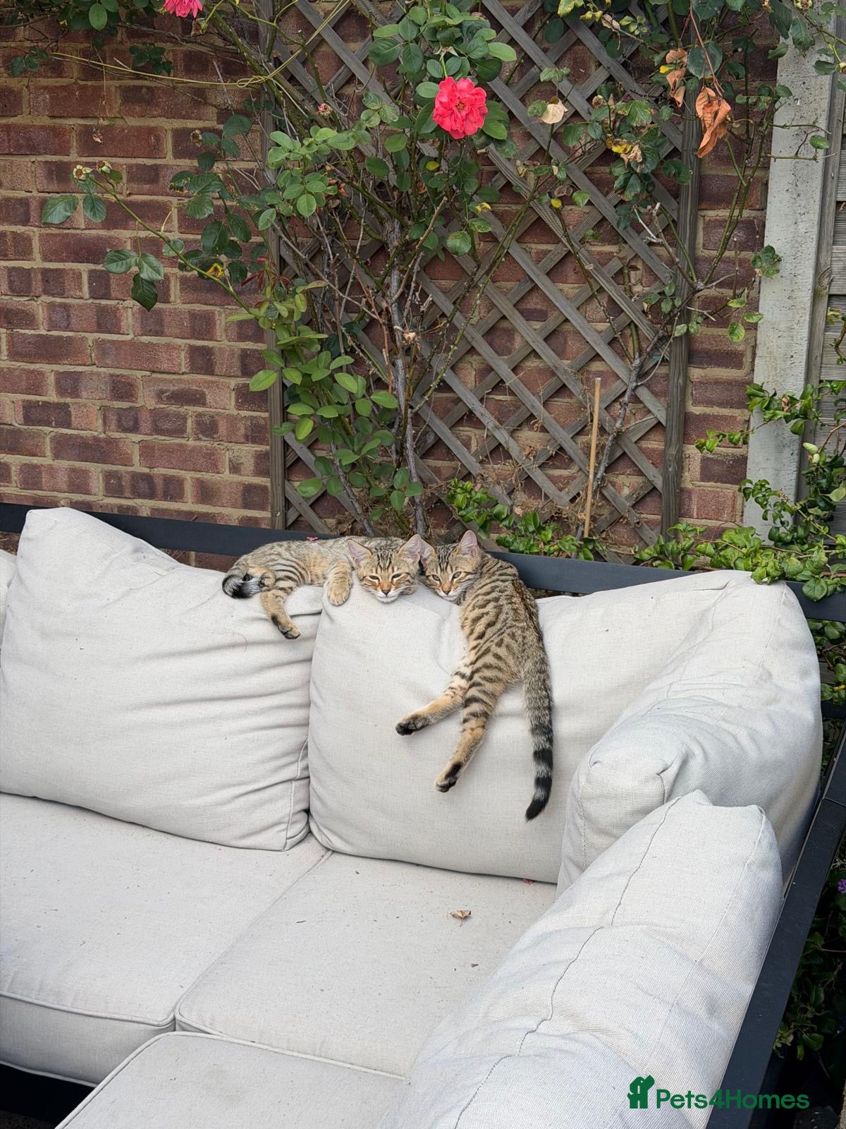 Mixed Breed cats Bengal x  - Advert 1