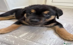 Rottweiler dogs for sale: Rottweiler Puppy - Image 6