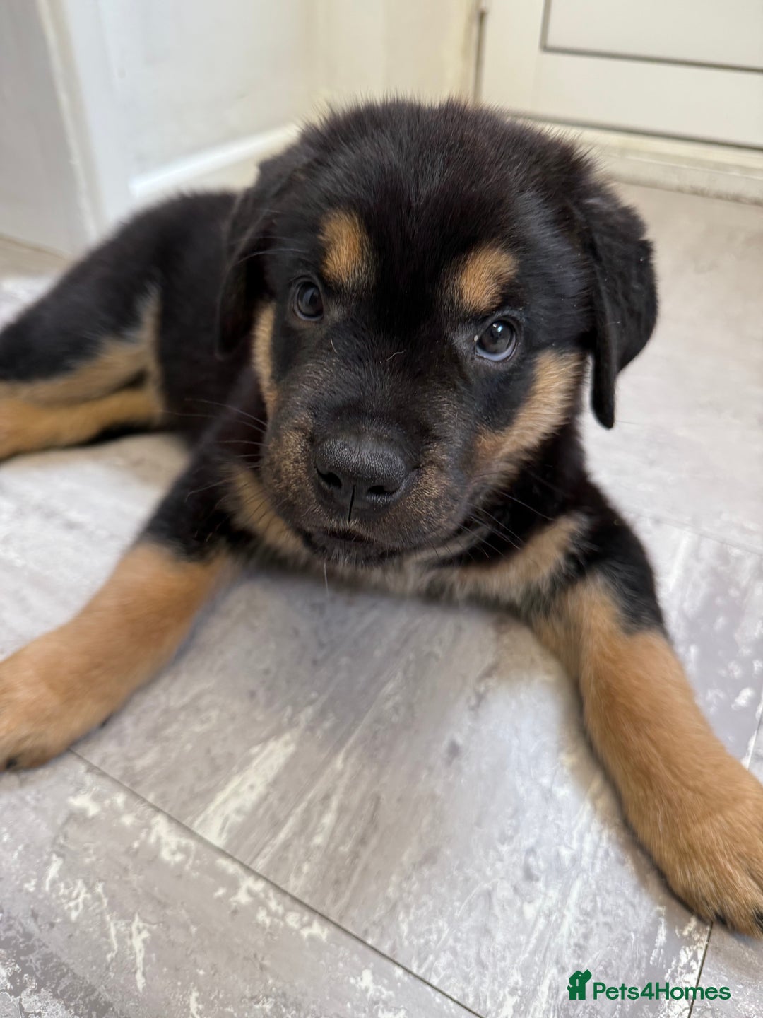 Rottweiler dogs for sale: Rottweiler Puppy - Image 6